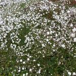 Gypsophila paniculata 'FESTIVAL White' - 