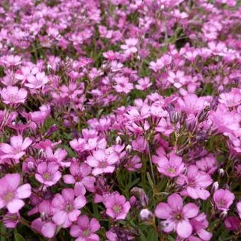 Gypsophila repens 'Rosa Schönheit'