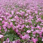 Gypsophila repens 'Rosea' - GYPSOPHILE RAMPANT , SOUPIR DE BÉBÉ  'ROSEA' - Gypsophila repens 'Rosea'