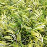 HERBE DU JAPON , HERBE D'HAKONE 'AUREOLA' - Hakonechloa macra 'Aureola'