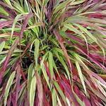 Hakonechloa macra 'Naomi' - Hakonechloa macra 'Naomi'