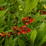 Helenium 'Flammendes kätchen' - 