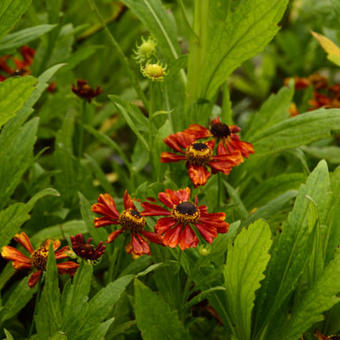 Helenium 'Flammendes kätchen'