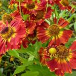 Helenium 'Königstiger' - 