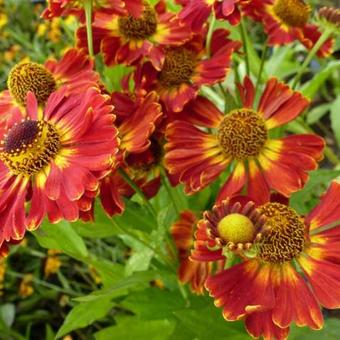 Helenium 'Königstiger'