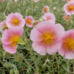 Helianthemum 'Rhodanthe Carneum' - Helianthemum 'Rhodanthe Carneum'