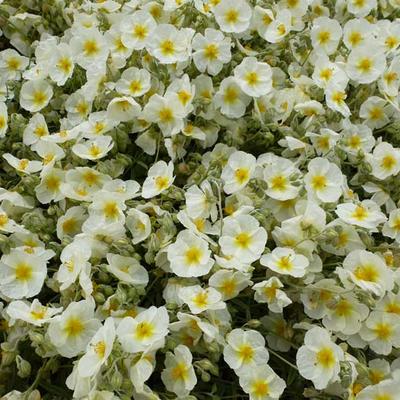 Helianthemum 'Snow Queen' - 