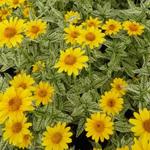 Heliopsis helianthoides var. scabra 'Loraine Sunshine' - 