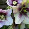 Helleborus orientalis 'DOUBLE ELLEN Picotee'