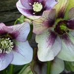 Helleborus orientalis 'DOUBLE ELLEN Picotee' - 