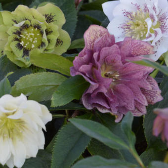 Helleborus orientalis Double Flowered Form