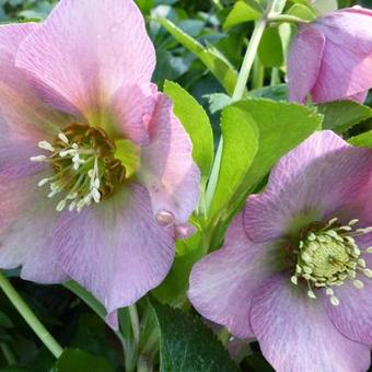 Helleborus orientalis 'Pink LADY'