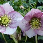 Helleborus orientalis 'Pink Spotted' - 