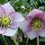 Helleborus orientalis 'Pink Spotted'