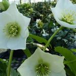 Helleborus orientalis 'White LADY' - 