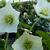 Helleborus orientalis 'White LADY'