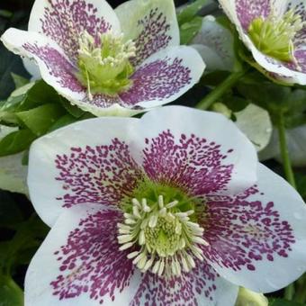 Helleborus orientalis 'Spotted hybrids'