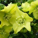 Helleborus orientalis 'Yellow LADY' - 