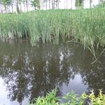 Typha angustifolia - Schmalblättriger Rohrkolben - Typha angustifolia