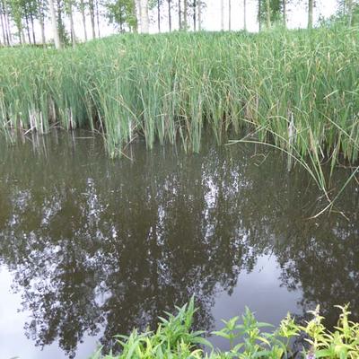 Typha angustifolia - Schmalblättriger Rohrkolben