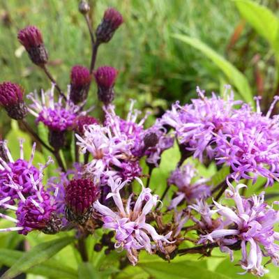 Vernonia crinita - 