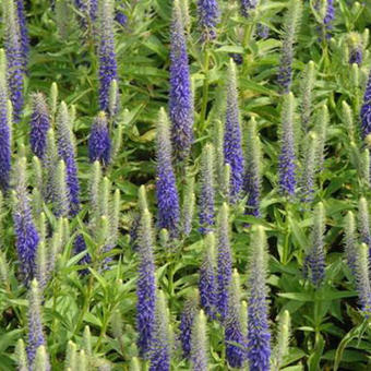 Veronica spicata 'Royal Candles'