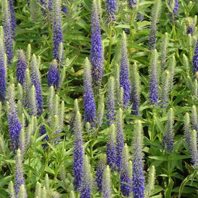 Veronica spicata 'Royal Candles'