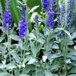 Veronica spicata subsp. spicata 'Silbersee' - 