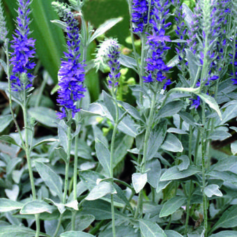 Veronica spicata subsp. spicata 'Silbersee'