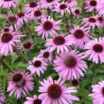 Echinacea purpurea 'Augustkönigin'