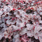 X Heucherella 'Onyx' - 