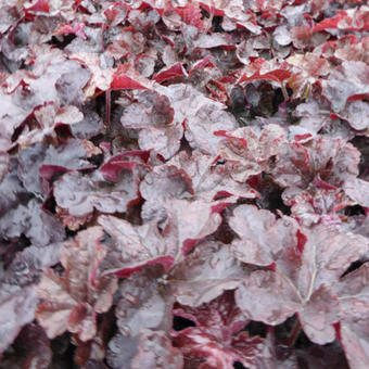 X Heucherella 'Onyx'