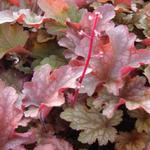 Heuchera 'Peach Flambé' - 