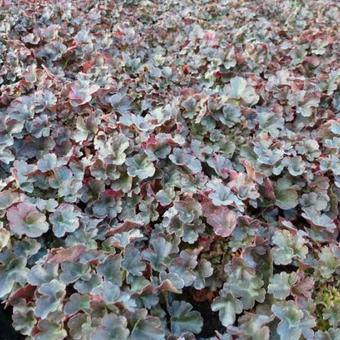 Heuchera 'Petite Pearl Fairy'