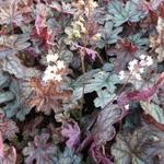 X Heucherella 'Infinity' - 