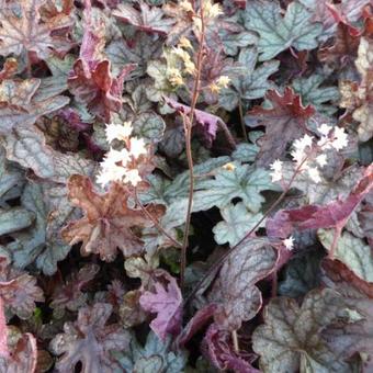 X Heucherella 'Infinity'