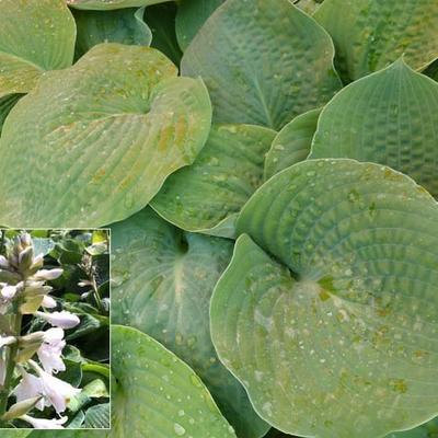 Hosta 'Bressingham Blue' - Hosta 'Bressingham Blue'