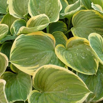 Hosta 'Clifford's Forest Fire' - 