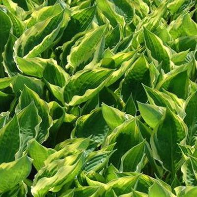 Hosta 'Fisher Cream Edge' - Hosta 'Fisher Cream Edge'