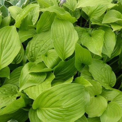 Hosta 'Hadspen White' - Hosta 'Hadspen White'