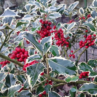 Ilex aquifolium 'Argentea Marginata'