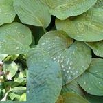 Hosta sieboldiana - Blaublatt-Funkie