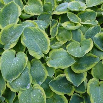 Hosta sieboldiana 'Frances Williams'