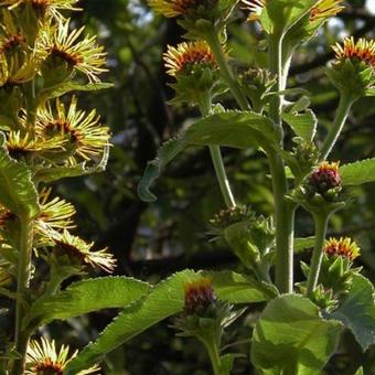 Inula racemosa 'Sonnenspeer'