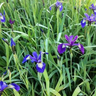 Iris versicolor