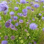 Jasione laevis 'Blaulicht'