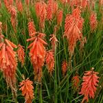 Kniphofia 'Nancy's Red' - 