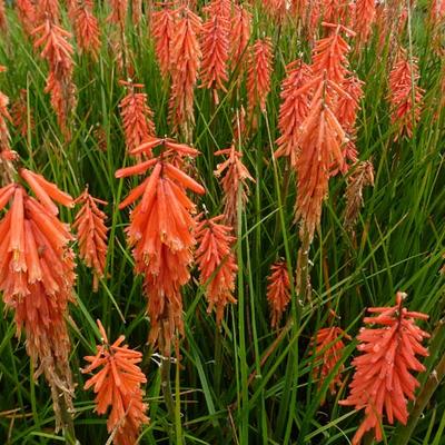 Kniphofia 'Nancy's Red' - Kniphofia 'Nancy's Red'