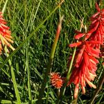 Kniphofia uvaria 'Red Rocket' - 