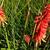 Kniphofia uvaria 'Red Rocket'